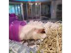 Adopt Kenikie a Guinea Pig