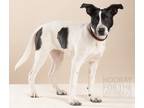 Adopt 23-155 Libra a White - with Black Labrador Retriever / Cattle Dog dog in