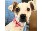 Adopt Pip a White - with Brown or Chocolate Mixed Breed (Medium) dog in Colorado