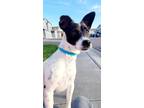 Adopt Archibald a White - with Black Mixed Breed (Medium) dog in Colorado