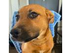 Adopt Kia a Tan/Yellow/Fawn - with Black Mixed Breed (Medium) dog in Colorado