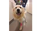 Adopt Ford a Great Pyrenees, Mixed Breed