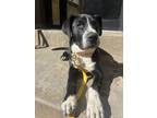 Adopt Drops of Jupiter a Black Mixed Breed (Medium) dog in New York