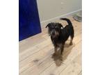 Adopt Wendell Holland a Black - with Tan, Yellow or Fawn Mixed Breed (Medium)