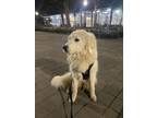 Adopt Wonderland a White Great Pyrenees / Mixed dog in New York, NY (41291765)
