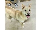 Adopt MONSTA X a White Jindo / Mixed dog in New York, NY (41168977)
