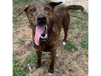 Adopt Mac a Plott Hound