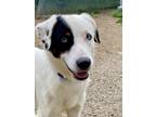 Adopt Horton a White - with Black Border Collie dog in Brewster, NY (41355424)