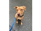 Adopt Phoenix a Red/Golden/Orange/Chestnut Pit Bull Terrier dog in Brewster