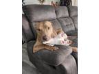 Adopt Phoenix a Red/Golden/Orange/Chestnut Pit Bull Terrier dog in Brewster