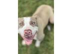 Adopt Stagecoach a Pit Bull Terrier, Mixed Breed