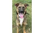 Adopt Walker Texas Ranger a German Shepherd Dog, Mixed Breed
