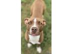Adopt Thomas a Pit Bull Terrier, Mixed Breed