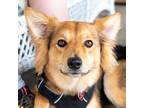 Adopt Loretta a Black - with Tan, Yellow or Fawn Australian Shepherd / Schnauzer