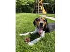 Adopt Jordan a White - with Tan, Yellow or Fawn Beagle dog in Mundelein