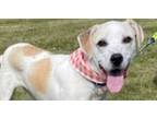 Adopt Tucker a White Hound (Unknown Type) dog in Xenia, OH (40319744)