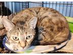 Adopt Molly a Brown or Chocolate (Mostly) Domestic Shorthair (short coat) cat in