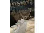 Adopt Eggnog a Gray or Blue Domestic Shorthair / Mixed (short coat) cat in St.