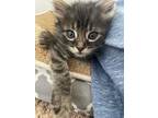Adopt Kismet a Spotted Tabby/Leopard Spotted Domestic Shorthair cat in Poplar