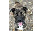Adopt Bubba a Mixed Breed (Medium) / Mixed dog in Elmsford, NY (41031435)
