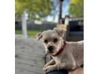 Adopt Nicho a White Toy Poodle dog in Oak Bluffs, MA (41334363)