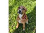 Adopt Dottie a Brown/Chocolate Australian Shepherd dog in Oak Bluffs