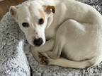 Adopt Paloma a White Mixed Breed (Medium) / Mixed dog in Oak Bluffs