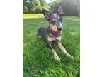 Adopt Chente a Black - with Gray or Silver Australian Cattle Dog / Mixed dog in