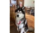 Adopt Booky a Black - with White Siberian Husky / Mixed dog in Oak Bluffs
