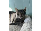 Adopt Channi a All Black American Shorthair / Mixed (short coat) cat in