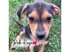 Adopt Bob Roger a Black - with Tan, Yellow or Fawn Mixed Breed (Medium) dog in