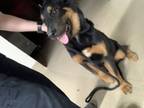 Adopt Babe a Rottweiler, Mixed Breed