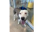 Adopt royce a Pit Bull Terrier, Mixed Breed