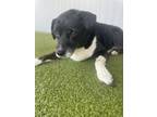 Adopt 55923171 a Labrador Retriever, Mixed Breed