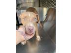 Adopt jesse a Pit Bull Terrier, Mixed Breed