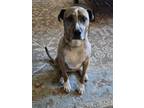 Adopt Bowie (Snickers) a Brindle - with White Boxer / Labrador Retriever dog in