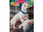Adopt Hermione 2024 a White Pit Bull Terrier / American Staffordshire Terrier
