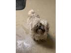 Adopt 55914159 a Havanese, Mixed Breed