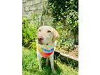 Adopt Guero a Labrador Retriever dog in Gig Harbor, WA (40434497)