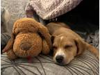Adopt Samantha a Treeing Walker Coonhound dog in Merrifield, VA (41153192)