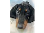 Adopt Rock Cress a Black - with Tan, Yellow or Fawn Coonhound dog in Merrifield