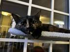Adopt Natasha Cloud a Spotted Tabby/Leopard Spotted Domestic Shorthair / Mixed