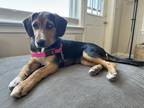 Adopt Show Yourself a Treeing Walker Coonhound dog in Merrifield, VA (40912603)
