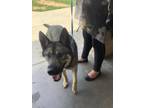Adopt 55929834 a German Shepherd Dog, Husky