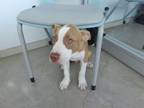 Adopt Tonka a Pit Bull Terrier, Mixed Breed