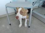 Adopt 55931130 a Pit Bull Terrier, Mixed Breed