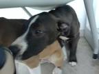 Adopt Beat Box a Pit Bull Terrier, Mixed Breed