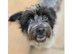 Adopt Spud a Cairn Terrier, Mixed Breed