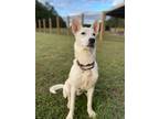 Adopt Alaska a White Shepherd (Unknown Type) / Husky dog in Youngsville