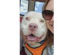 Adopt King a White - with Brown or Chocolate Pit Bull Terrier dog in